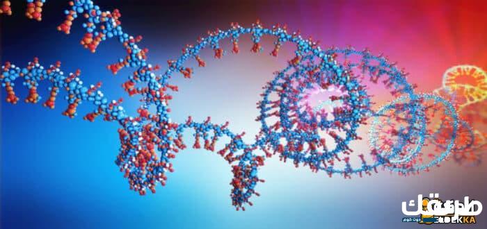 القاعدة التي توجد في DNA