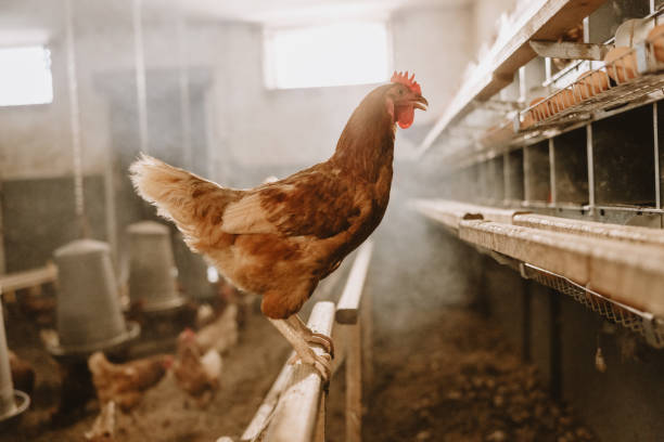 السعرات الحرارية في صدور الدجاج