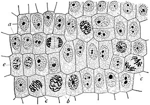 لماذا تعد الخلية هي الوحدة الاساسية في المخلوقات الحية