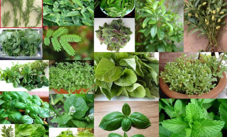 أسماء نباتات عطرية