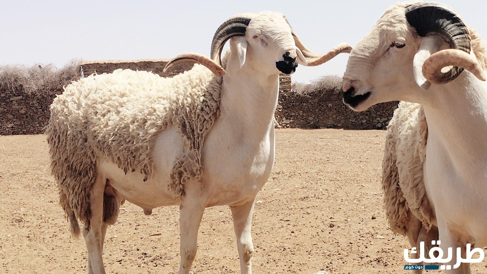 وقت الذبح في عيد الاضحى ومتى ينتهي