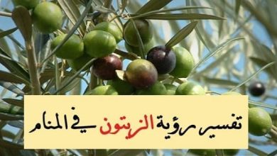 تفسير رؤية الزيتون في المنام1